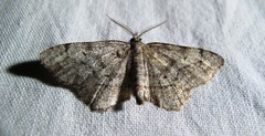 Hypagyrtis piniata