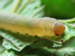 Empria pallimacula
