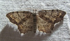 Hypagyrtis piniata