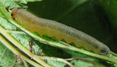 Empria pallimacula