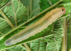 Empria pallimacula