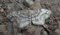 Hypagyrtis piniata