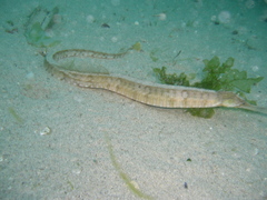 Greater Pipefish photo 3