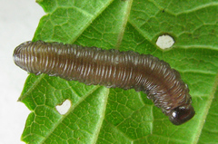 Empria pallimacula