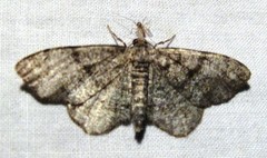 Hypagyrtis piniata