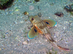 Chelidonichthys lucerna