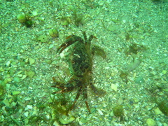 Liocarcinus corrugatus