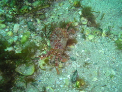 Liocarcinus corrugatus