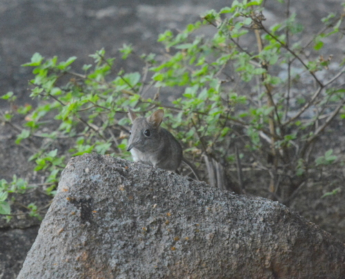 Elephantulus myurus