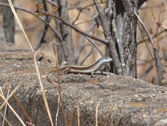 Gerrhosaurus flavigularis