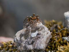 Phlegra fasciata