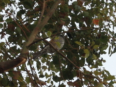 Hypsipetes amaurotis