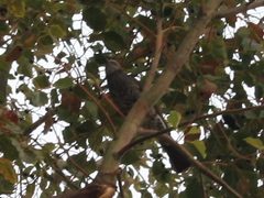 Hypsipetes amaurotis