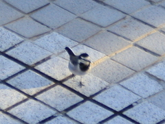 Motacilla alba