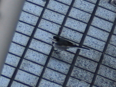 Motacilla alba
