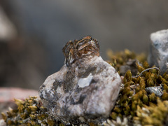 Phlegra fasciata