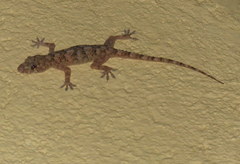 Hemidactylus tasmani