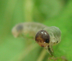 Tenthredo ferruginea