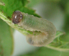 Tenthredo ferruginea