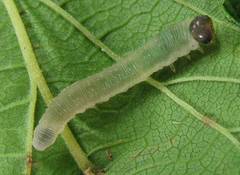 Tenthredo ferruginea