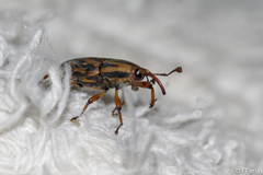 Metamasius hemipterus