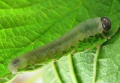 Tenthredo ferruginea