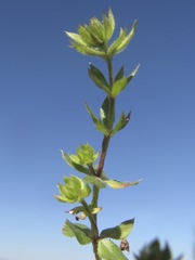 Galium virgatum