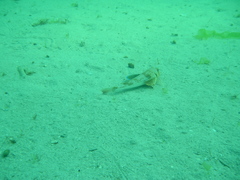 Chelidonichthys lucerna