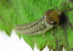 Tenthredo ferruginea
