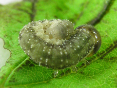 Tenthredo ferruginea