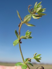 Galium virgatum