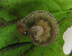 Tenthredo ferruginea