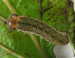 Tenthredo ferruginea