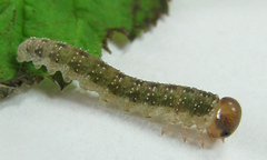 Tenthredo ferruginea