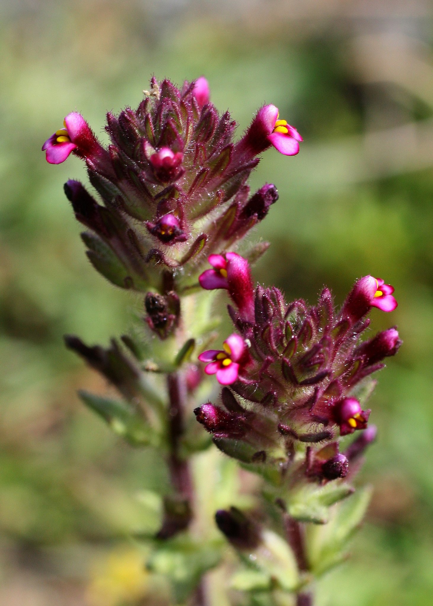 Parentucellia latifolia