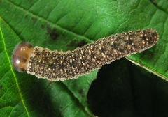 Tenthredo ferruginea