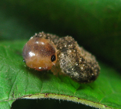 Tenthredo ferruginea