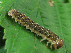 Tenthredo ferruginea