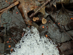 Ciboria amentacea