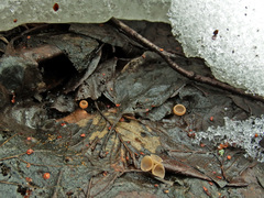 Ciboria amentacea