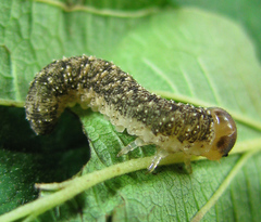 Tenthredo ferruginea