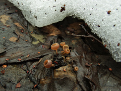 Ciboria amentacea