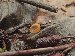Ciboria amentacea