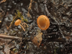 Ciboria amentacea