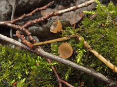 Ciboria amentacea