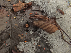 Ciboria amentacea