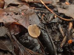 Ciboria amentacea