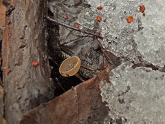Ciboria amentacea