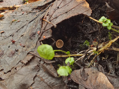 Ciboria amentacea