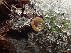 Ciboria amentacea